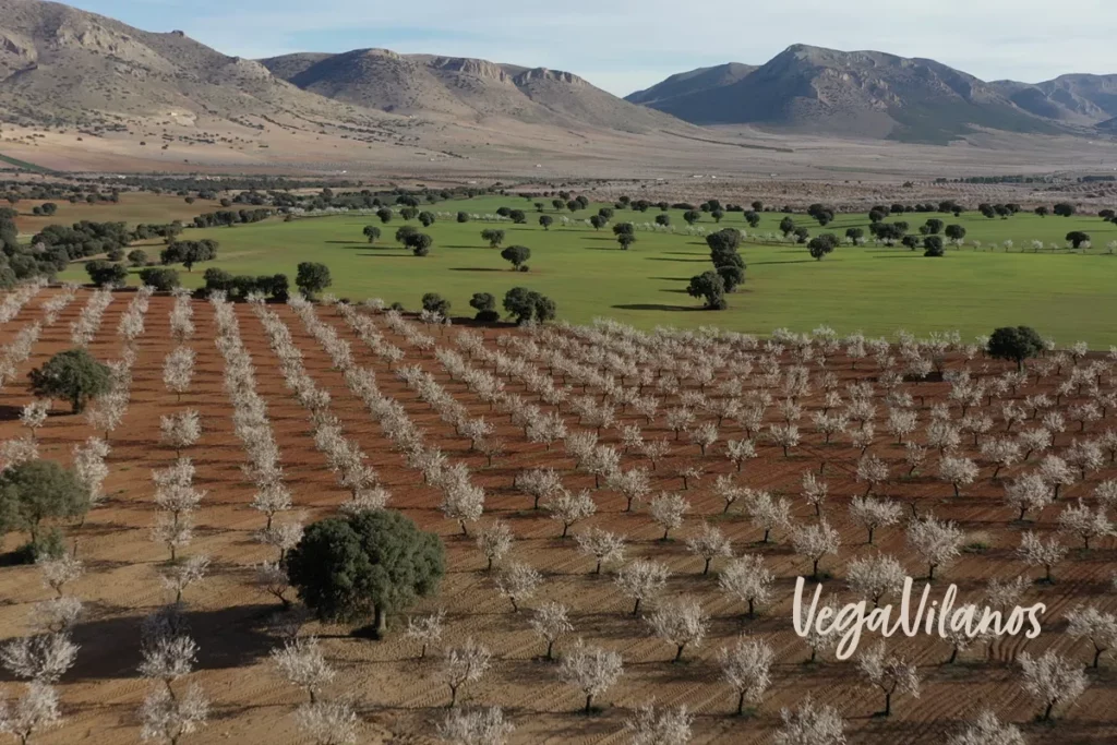 Agricultura regenerativa en Chirivel, Almería